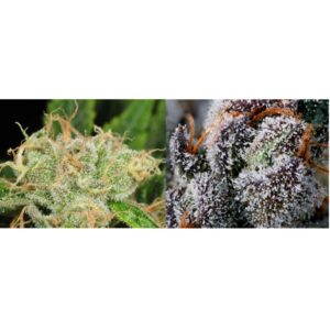 Flower Connoisseur Combo – Two 1/8 oz of Top Shelf Cannabis Flower