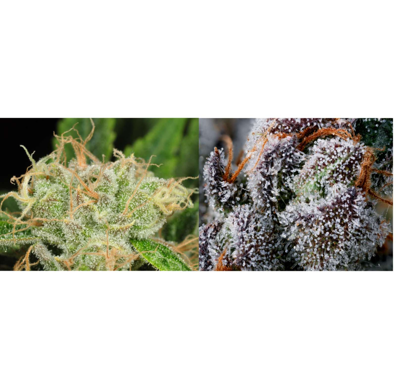 https://dcexoticgifts.com/wp-content/uploads/2022/04/Flower-Connoisseur-Combo-Two-0.125-oz-of-Top-Shelf-Cannabis-Flower.jpg